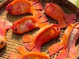Viral Video: These Fish-Shaped Momos Look Too Real And Cute To Eat Viral Video: These Fish-Shaped Momos Look Too Real And Cute To Eat