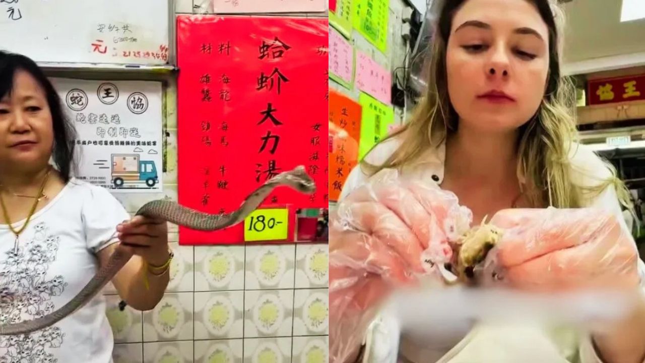 चिकन-मटन नहीं यहां प्लेट में परोसा जा रहा है जहरीला कोबरा, सांपों का मेनू देख उड़ जाएंगे होश