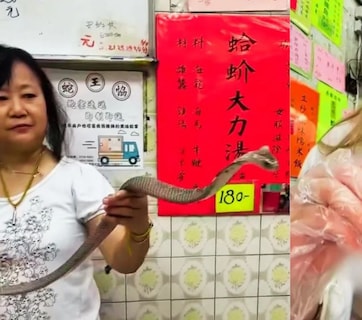 चिकन-मटन नहीं यहां प्लेट में परोसा जा रहा है जहरीला कोबरा, सांपों का मेनू देख उड़ जाएंगे होश