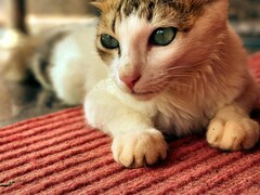 Scratched By A Cat? Risks Beyond Rabies You Should Know