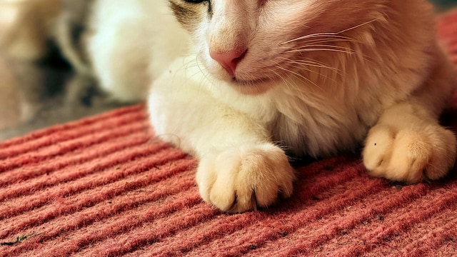 Indoor cats generally pose a lower risk than outdoor cats