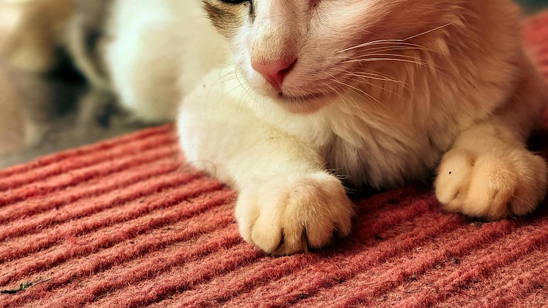 Scratched By A Cat? Risks Beyond Rabies You Should Know