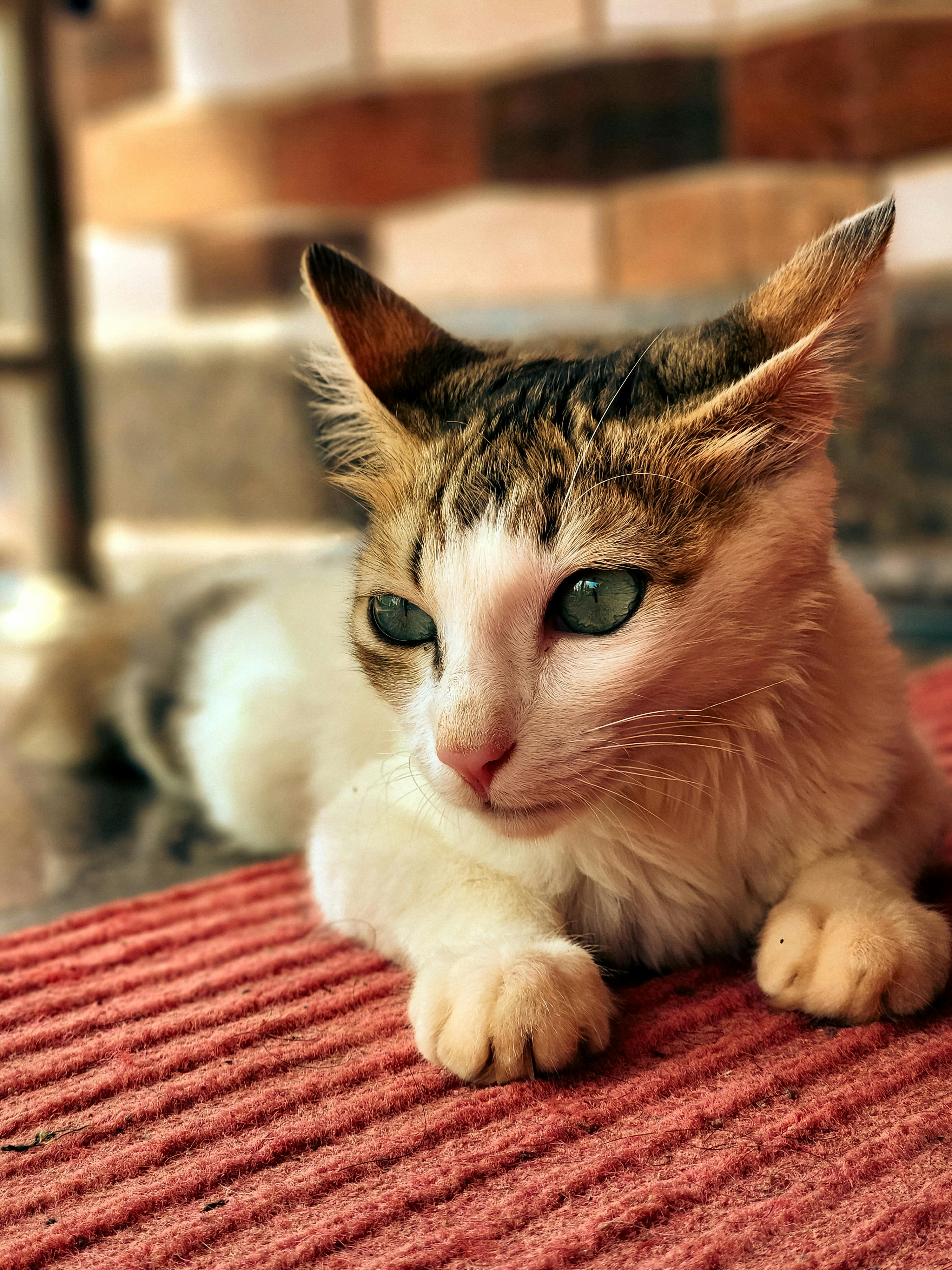 Indoor cats generally pose a lower risk than outdoor cats