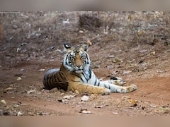 Tiger Death: बाघों के लिए 'मौत का अड्डा' बना एमपी का ये टाइगर रिजर्व, ढाई महीने में 8 मौतें