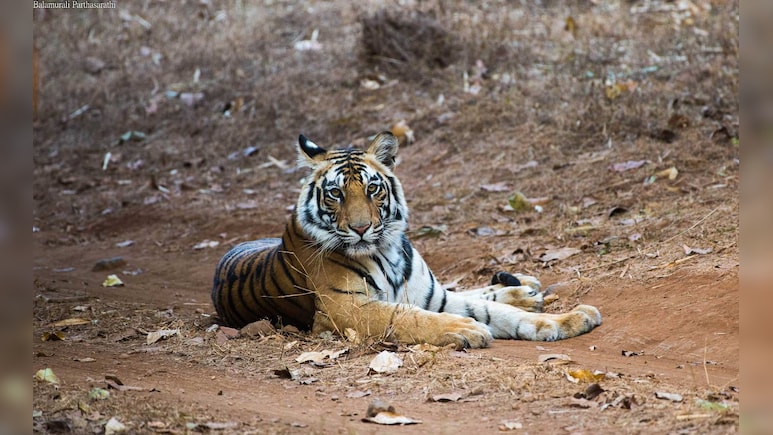 Tiger Death: बाघों के लिए 'मौत का अड्डा' बना एमपी का ये टाइगर रिजर्व, ढाई महीने में 8 मौतें