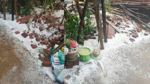 Chhattisagrh Hailstorm: ओलावृष्टि ने बलरामपुर में मचाई तबाही, खड़ी फसल पूरी तरह से बर्बाद, किसानों की टूटी कमर