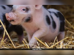 आसमान में अटका सूअर और नीचे अंधेरे में डूबा पूरा गांव