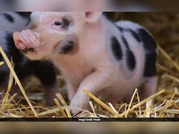 आसमान में अटका सूअर और नीचे अंधेरे में डूबा पूरा गांव