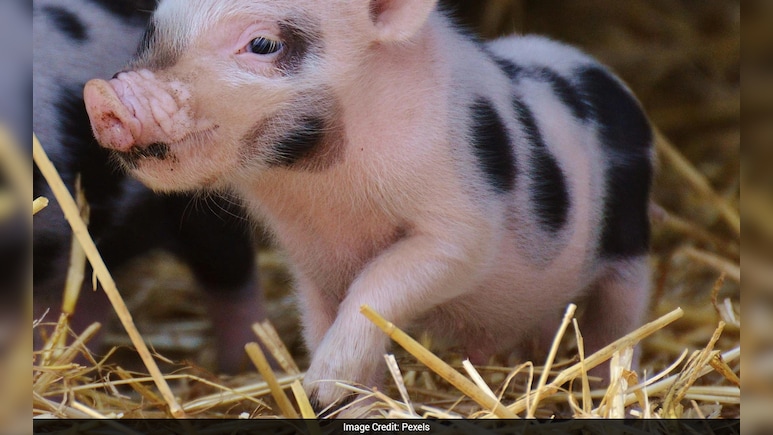 आसमान में अटका सूअर और नीचे अंधेरे में डूबा पूरा गांव