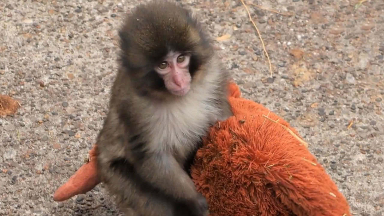 Explained: From Rejection To Reintegration-The Story Of Punch The Baby Monkey