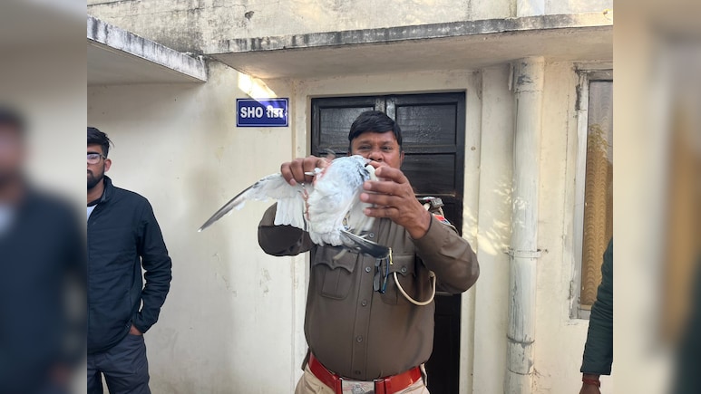 कबूतरबाजी के नाम पर लाखों का सट्टा,4 2 कोलंबिया कबूतर रेस्क्यू,; तीन आरोपी गिरफ्तार किए गए