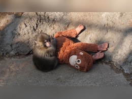 "Spends Day Peacefully": Japan Zoo Says 'Punch The Monkey' Isn't Being Bullied