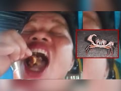 खतरनाक स्टंट बना जानलेवा! वायरल होने की चाह में फूड इन्फ्लुएंसर ने खा लिए डेविल क्रैब और फिर...