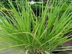 लेमन ग्रास के चौंकाने वाले फायदे, सेहत और स्किन दोनों के लिए फायदेमंद