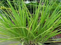 लेमन ग्रास के चौंकाने वाले फायदे, सेहत और स्किन दोनों के लिए फायदेमंद