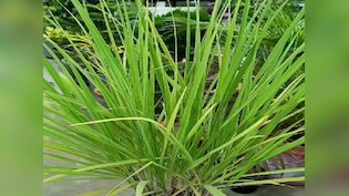 लेमन ग्रास के चौंकाने वाले फायदे, सेहत और स्किन दोनों के लिए फायदेमंद