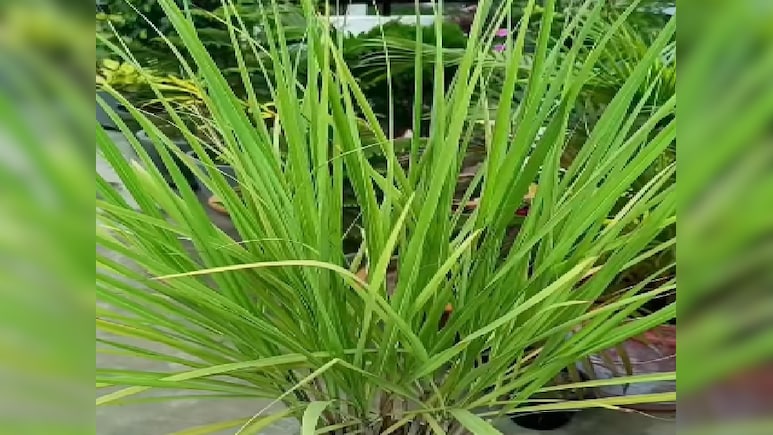 लेमन ग्रास के चौंकाने वाले फायदे, सेहत और स्किन दोनों के लिए फायदेमंद