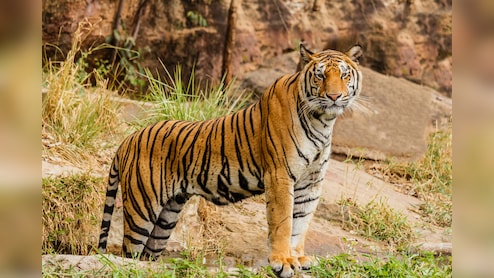Budget 2026: India to Host First-Ever Global Big Cat Summit &mdash; All You Need To Know