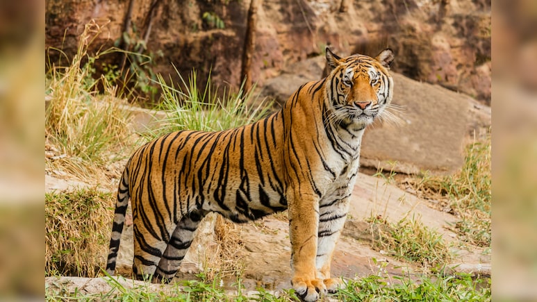 Budget 2026: India to Host First-Ever Global Big Cat Summit &mdash; All You Need To Know
