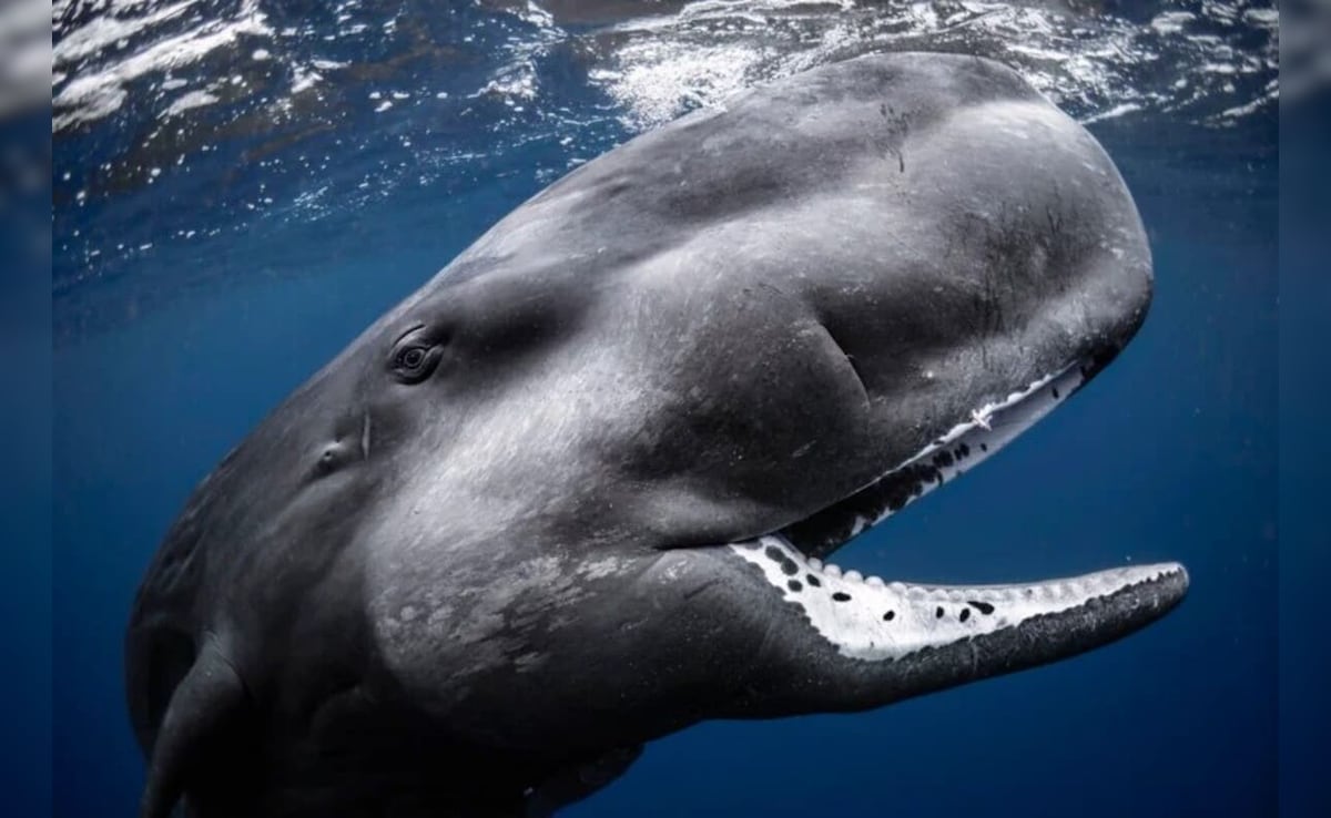 Winner, Wide Angle: Happy Baby by Cecile Gabillon Barats Winner, Wide Angle: Happy Baby by Cecile Gabillon Barats