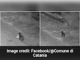 Man Allegedly Trains Dog To Dump Garbage, Caught On CCTV In Italy Man Allegedly Trains Dog To Dump Garbage, Caught On CCTV In Italy