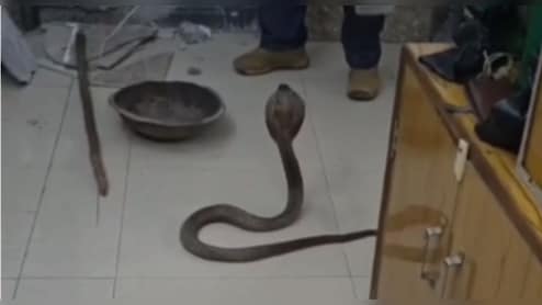 रेलवे स्टेशन ऑफिस में निकले 3 कोबरा सांप, लोगों को देखते ही फन फैलाकर खड़ा हो गया