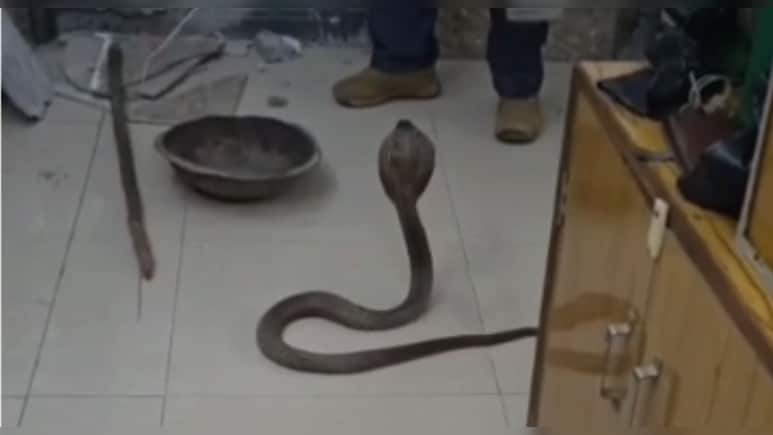 रेलवे स्टेशन ऑफिस में निकले 3 कोबरा सांप, लोगों को देखते ही फन फैलाकर खड़ा हो गया