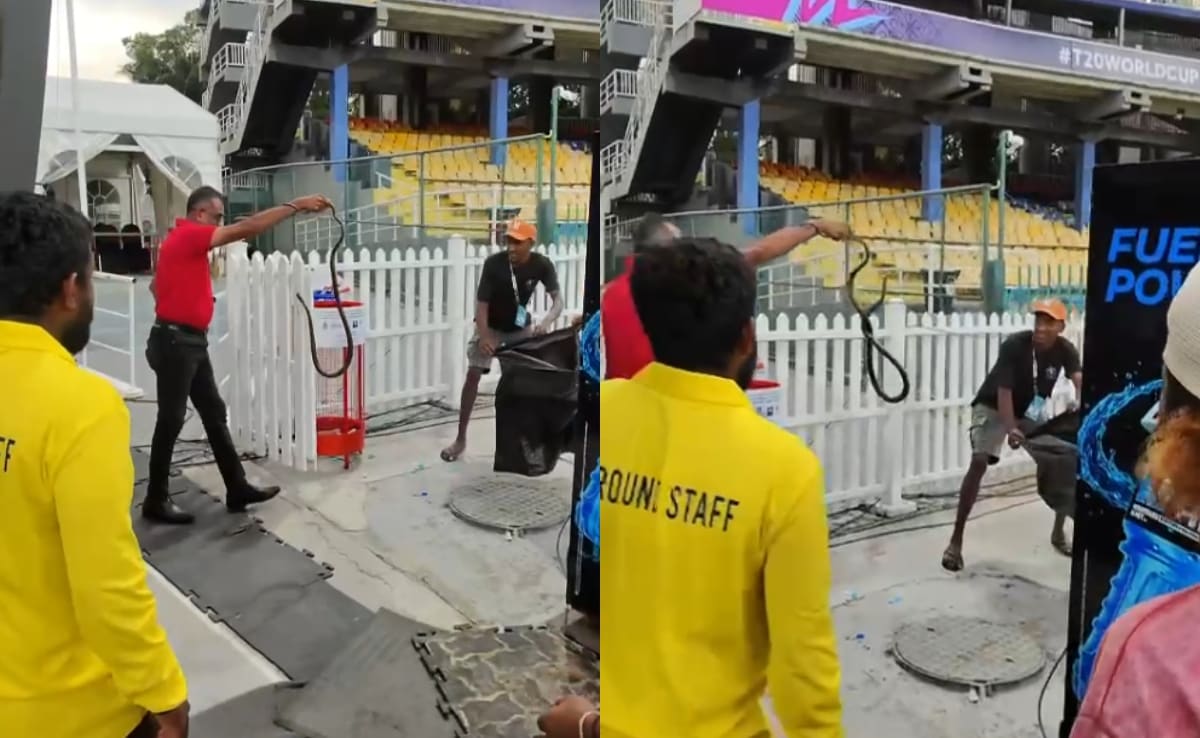 Watch: Snake Found In Pakistans Dugout Ahead Of T20 World Cup Match vs India