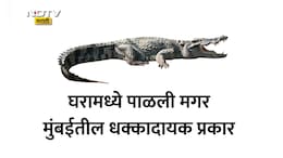 Mumbai News: घरामध्ये चक्क पाळली मगर, रेस्क्यू ऑपरेशनचा थरार! मुंबईतील जुहूमध्ये खळबळ