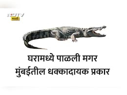 Mumbai News: घरामध्ये चक्क पाळली मगर, रेस्क्यू ऑपरेशनचा थरार! मुंबईतील जुहूमध्ये खळबळ