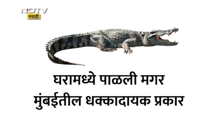 Mumbai News: घरामध्ये चक्क पाळली मगर, रेस्क्यू ऑपरेशनचा थरार! मुंबईतील जुहूमध्ये खळबळ