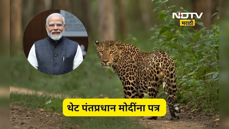 Shirdi News: ना मुख्यमंत्री ना गृहमंत्री!, बिबट्यांचा बंदोबस्त करण्यासाठी 20 हजार पत्र थेट पंतप्रधान मोदींना