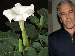 एप्सटीन फाइल्स में &lsquo;जॉम्बी फूल&rsquo; का जिक्र, हिंदुओं की पूजा-पाठ से भी जुड़ा है यह पौधा, जानें विस्तार से