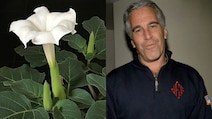 The 'Zombie' Flower In Epstein Files, Also Mentioned In Hindu Mythology