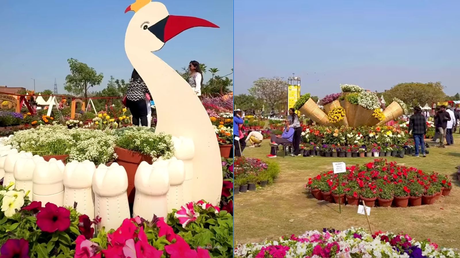 Noida Flower Festival 2026: Dates, Venue, Timings And What To Expect