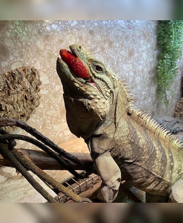 Interesting Facts About Rhino Iguana