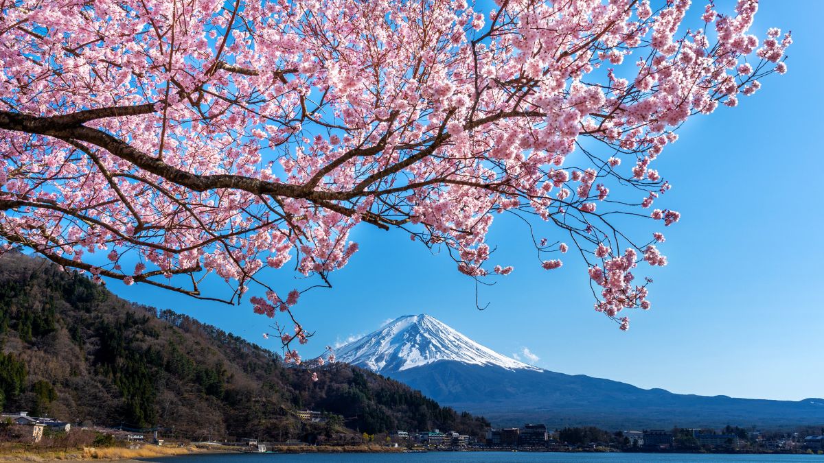 How Cherry Blossoms Became A Symbol Of Japan's Cultural Identity