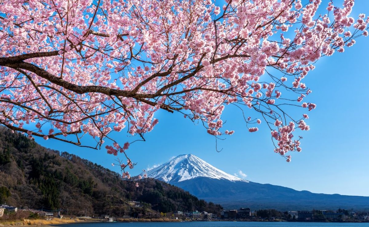 Japan's Cherry Blossoms Are Blooming. Here Is Why You Should Book Right Now