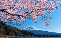 How Cherry Blossoms Became A Symbol Of Japan's Cultural Identity