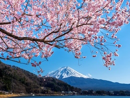 How Cherry Blossoms Became A Symbol Of Japan's Cultural Identity