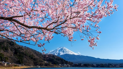 How Cherry Blossoms Became A Symbol Of Japan's Cultural Identity