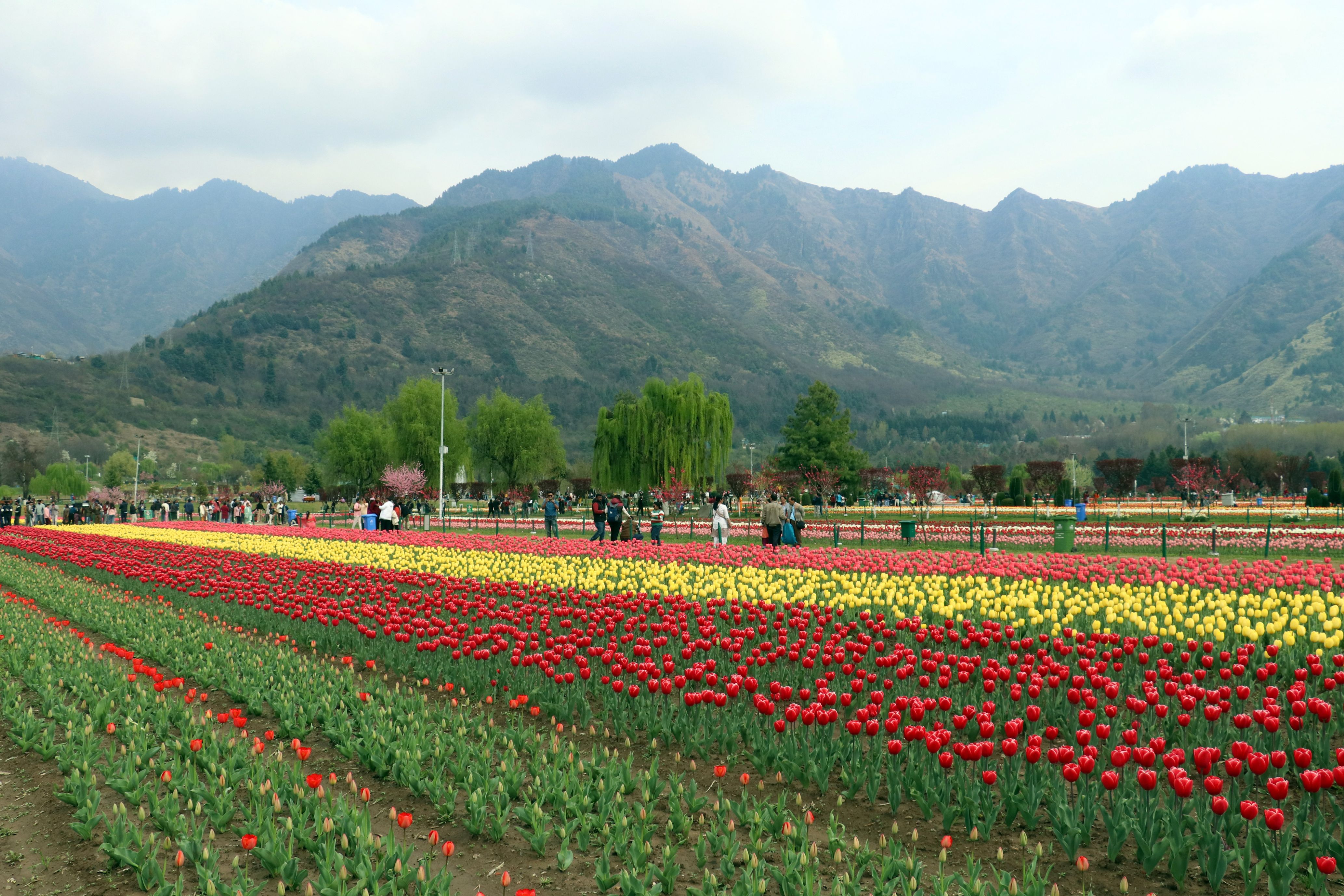 Asia's Largest Tulip Festival Kicks Off In Srinagar On March 16