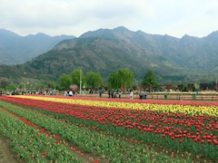 Asia's Largest Tulip Festival Kicks Off In Srinagar On March 16: What You Need To Know