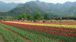 Asia's Largest Tulip Festival Kicks Off In Srinagar On March 16: What You Need To Know