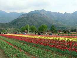 Asia's Largest Tulip Festival Kicks Off In Srinagar On March 16: What You Need To Know