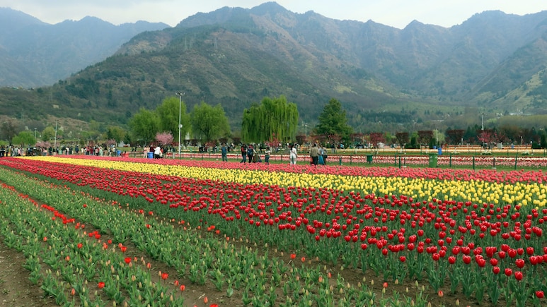 Asia's Largest Tulip Festival Kicks Off In Srinagar On March 16: What You Need To Know