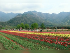 J&K घूमने वाले टूरिस्टों के लिए खुशखबरी, पहलगाम हमले के बाद बंद ट्यूलिप गार्डन समेत ये 14 पर्यटक स्थल फिर खुले