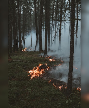 Why Wildfires Are Essential For Some Species' Survival