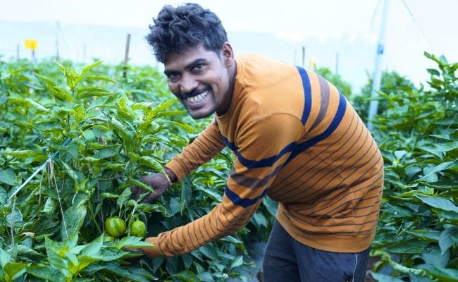 How Kheyti Is Protecting Crops From Pests And Extreme Weather With Affordable Greenhouses