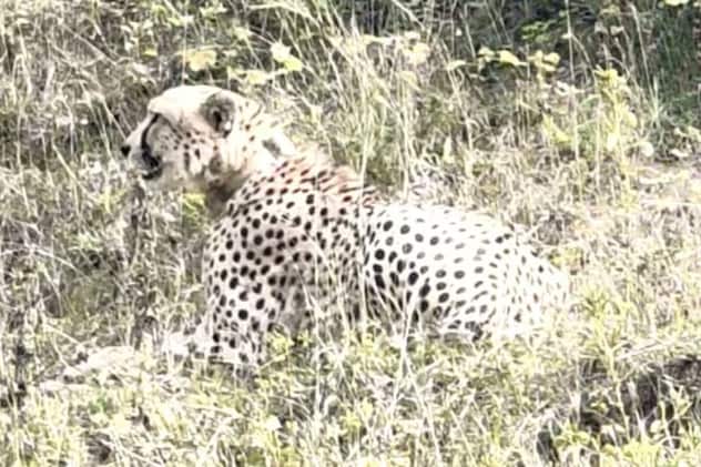 MP के कूनो से भटककर राजस्थान पहुंचा चीता, रिहायशी इलाकों में देखकर घबराए लोग